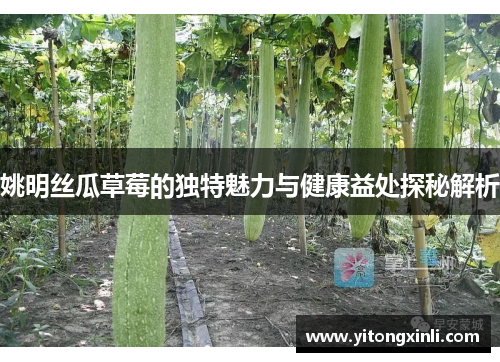姚明丝瓜草莓的独特魅力与健康益处探秘解析